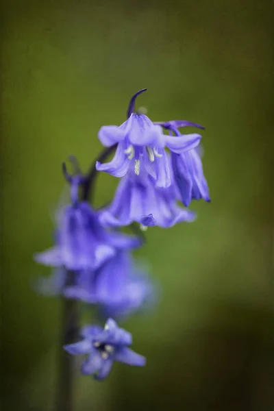 Impresionante macro primer plano retrato de flores de Hyacinthoides Hispani — Foto de Stock