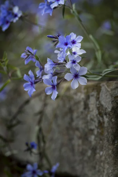 Imagem bonita de flor flox azul selvagem na primavera transbordando — Fotografia de Stock