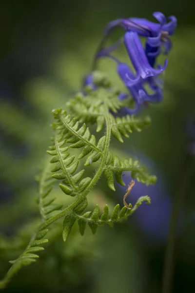 Hoteleira imagem macro de bluebell e samambaia nova floresta Primavera — Fotografia de Stock