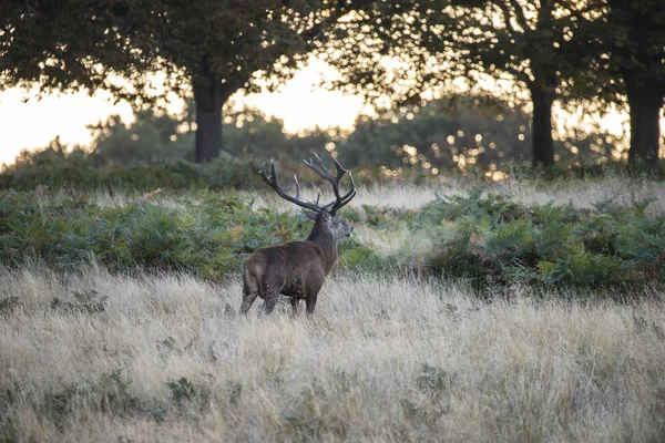 Majestatyczne jelenie potężny stag Michigan w otoczeniu lasu — Zdjęcie stockowe