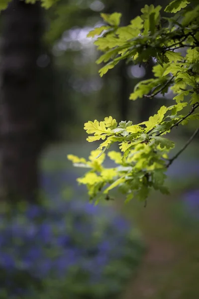 Profundidade rasa da paisagem de campo de bosques de bluebell vibrantes em Sp — Fotografia de Stock