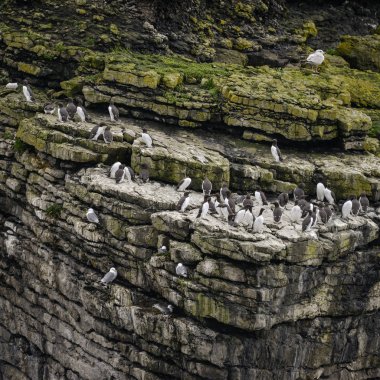 Kayalıklarla tarafında çok sayıda ortak guillemots Uria Aalge iç içe