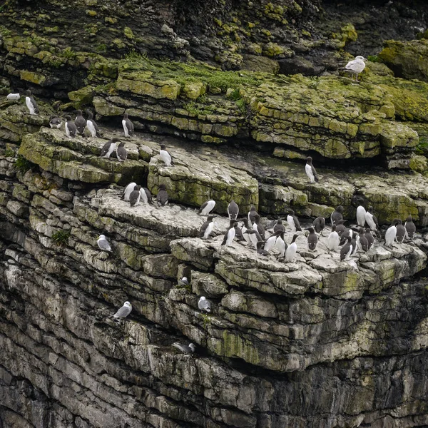 Kayalıklarla tarafında çok sayıda ortak guillemots Uria Aalge iç içe — Stok fotoğraf