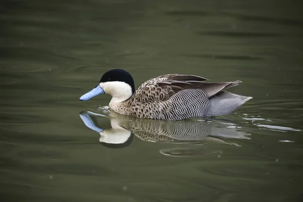 Schönes Porträt von puna teal anas puna duck bird on water in — Stockfoto