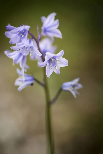 Hyacinthoides Hispani의 꽃 초상화 가까이 멋진 매크로 — 스톡 사진