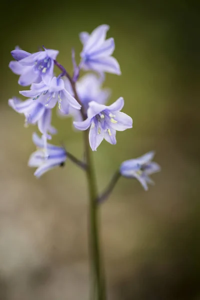 Fantastisk makro nära upp blomma porträtt av Hyacinthoides Hispani — Stockfoto