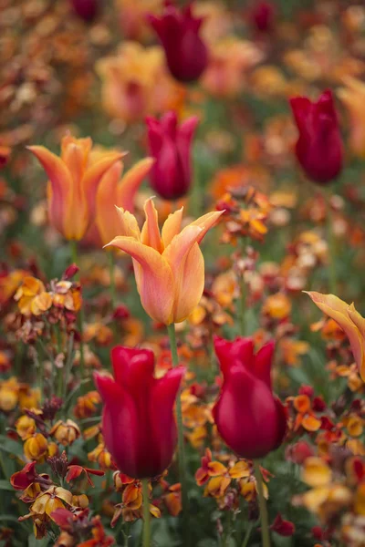 Stunning vibrant shallow depth of field landscape image of flowe — Stock Photo, Image