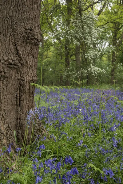 Mělká Hloubka pole krajiny pulzující bluebell lesů v Sp — Stock fotografie