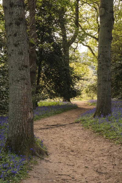 รูปภาพภูมิทัศน์ที่สดใสที่สวยงามของป่า blblell ในภาษาอังกฤษ cou — ภาพถ่ายสต็อก