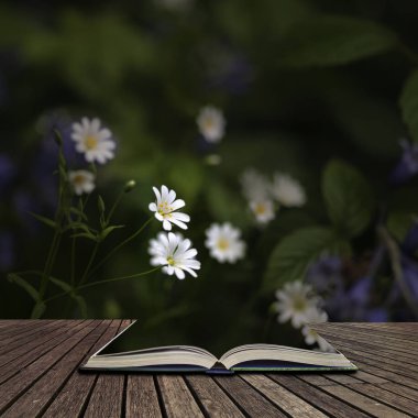 Bahar k üzerinde yabani papatya çarpıcı yüksek karşıtlık canlı görüntü