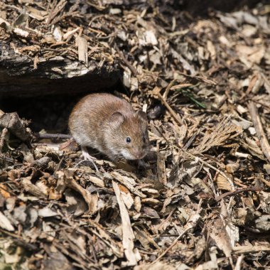 Banka vole kemirgen Myodes Glareoleus çürüyen ağacında güdük içinde için