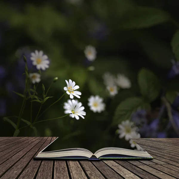 Bahar k üzerinde yabani papatya çarpıcı yüksek karşıtlık canlı görüntü