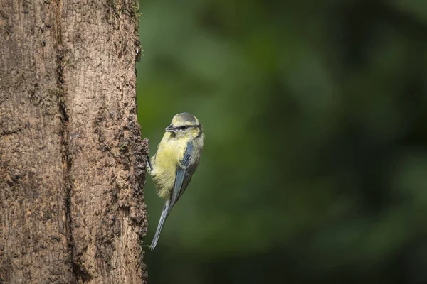 Gyönyörű kék cinege Cyanistes Caeruleus-fa erdei földeket — Stock Fotó