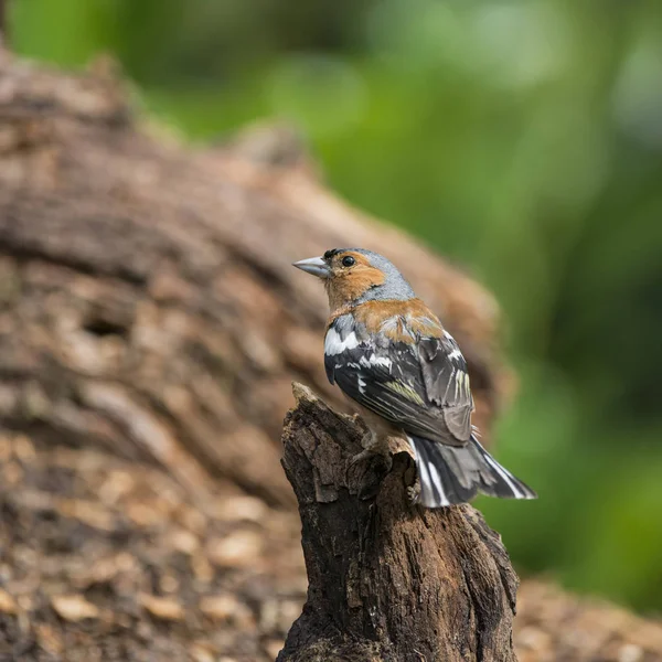 令人惊叹的苍头燕雀燕雀 Coelebs 森林树桩上的局域网 — 图库照片