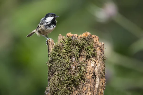 Incantevole piccolo cappotto Tit uccello Periparus Ater su albero nel bosco l — Foto Stock
