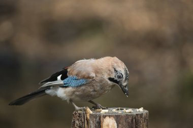Güzel Jay kuş Garrulus Glandarius ağaç güdük orman l