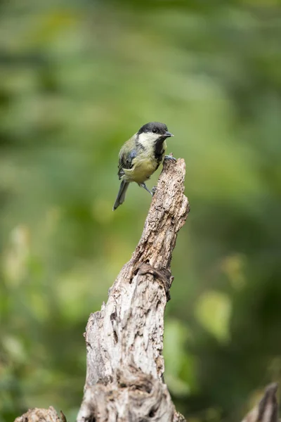 Beautiful Great Tit bird Parus Major on tree stump in forest lan — Stockfoto