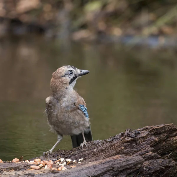 Beautiful Jay bird Garrulus Glandarius on tree stump in forest l