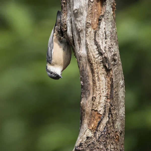美丽的鸟鳾 Sitta Sittidae 树上树桩在森林 l — 图库照片