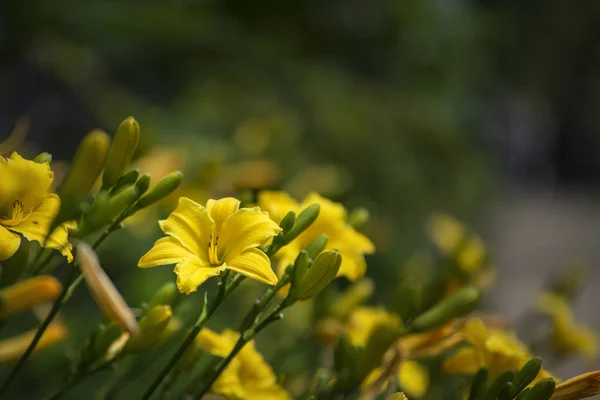 Hermosa flor de lirio amarillo vibrante en el sol de verano — Foto de Stock