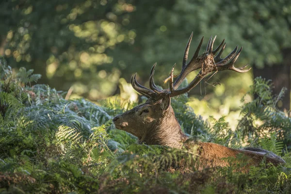 Majestuoso ciervo rojo poderoso Cervus Elaphus en el bosque landsca — Foto de Stock