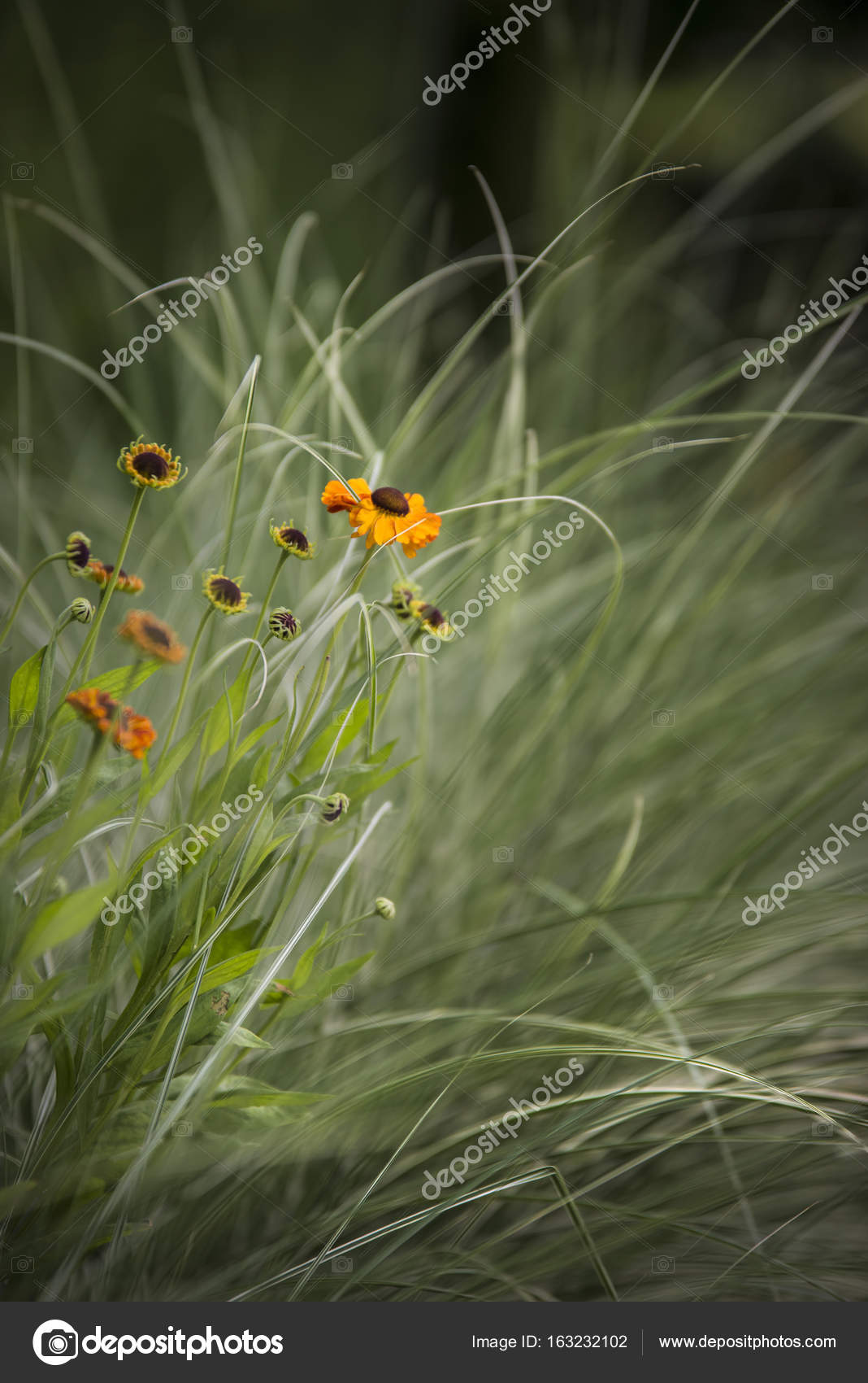 Imagem de paisagem vibrante bonita de prado de flores silvestres no verão fotos, imagens de © Veneratio #163232102 Imagem de paisagem vibrante bonita de prado de flores silvestres no verão fotos, imagens de © Veneratio #163232102