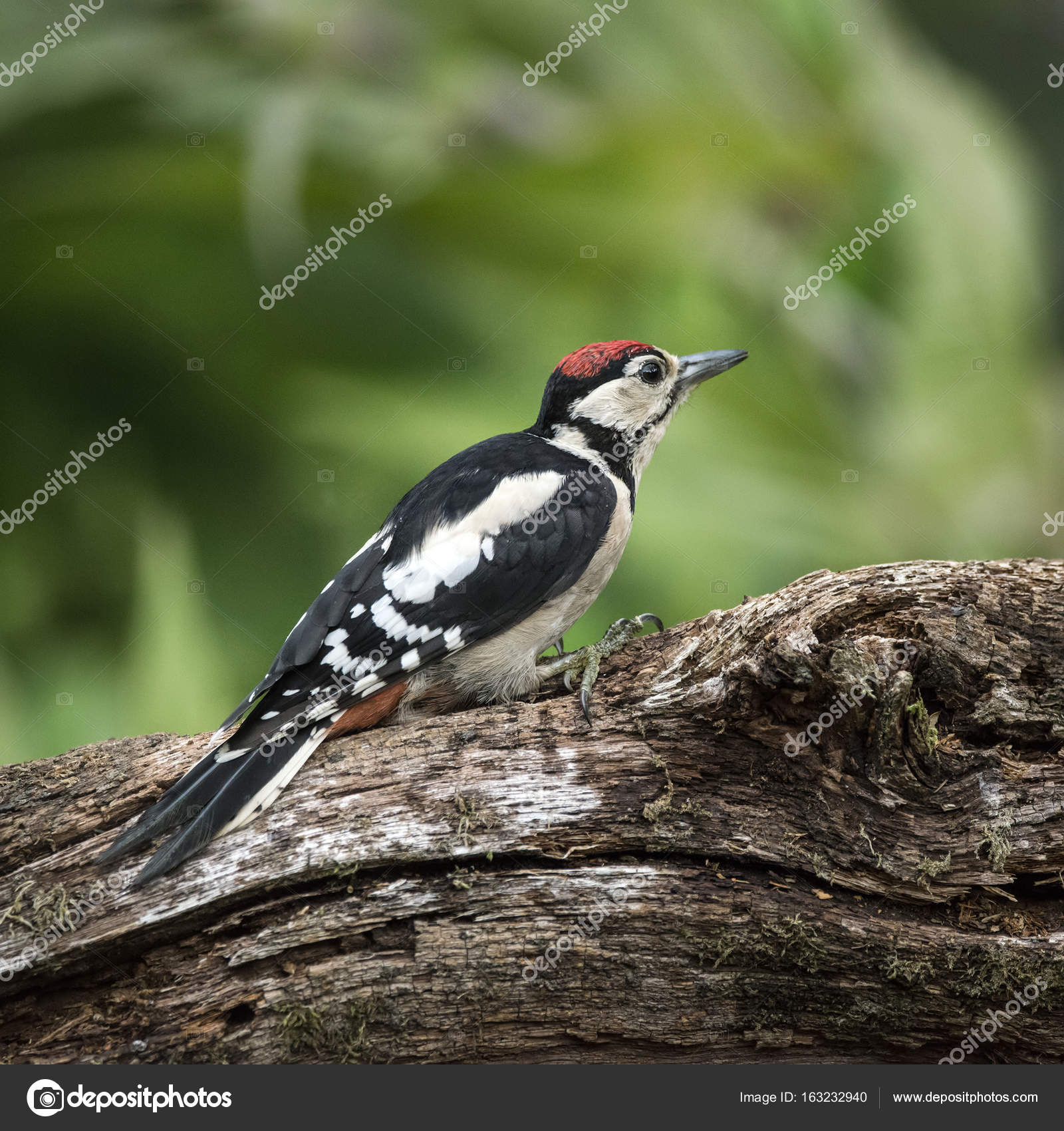 Bel Oiseau De Pic épeiche Dendrocopos Major Sur Tre