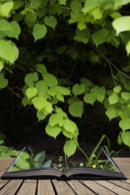 Kavramsal taze bahar peyzaj görüntüsünü bluebell çarpıcı ve