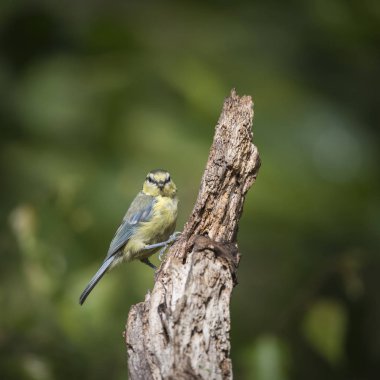 Güzel Mavi baştankara Cyanistes Caeruleus ormanlık topraklarda ağaç üzerinde
