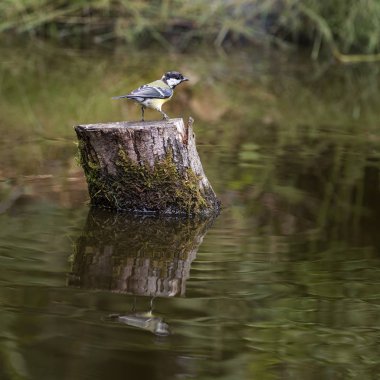 Parus Major ağaç üzerinde güdük güzel büyük baştankara kuş orman lan