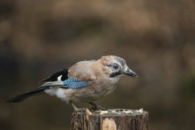 Güzel Jay kuş Garrulus Glandarius ağaç güdük orman l