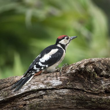 Güzel büyük benekli ağaçkakan kuşu Dendrocopos Major tre üzerinde