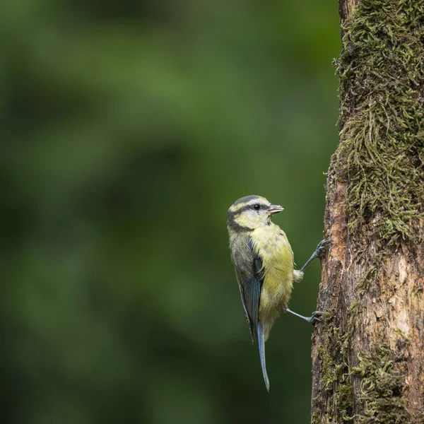 Bella Tetta Blu Cyanistes Caeruleus su albero in terreni boschivi — Foto Stock