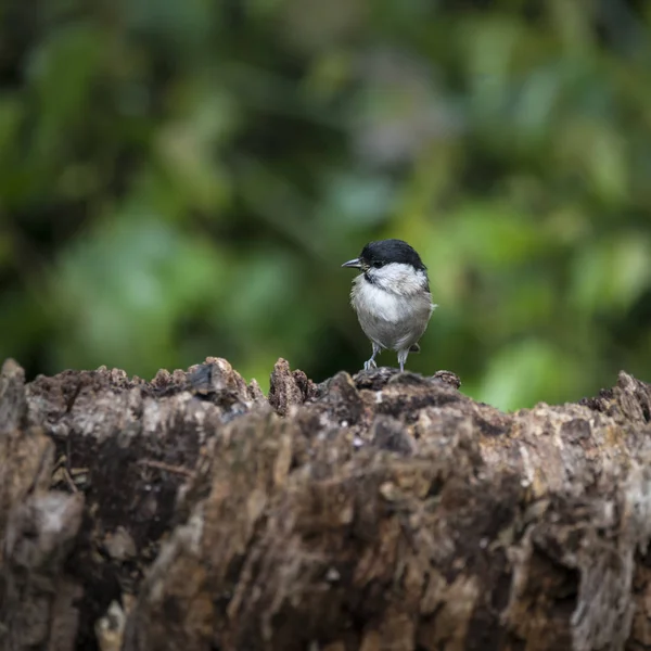 Lovely little Coat Tit bird Periparus Ater on tree in woodland l — Stockfoto