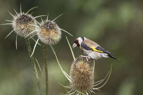 Bonito pássaro Goldfinch Carduelis Carduelis em teasels em madeira — Fotografia de Stock