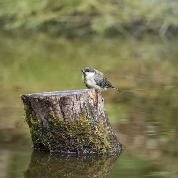 Beautiful Great Tit bird Parus Major on tree stump in forest lan — Stockfoto