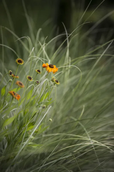 夏の野生の花の草原の美しい鮮やかな風景の画像 — ストック写真