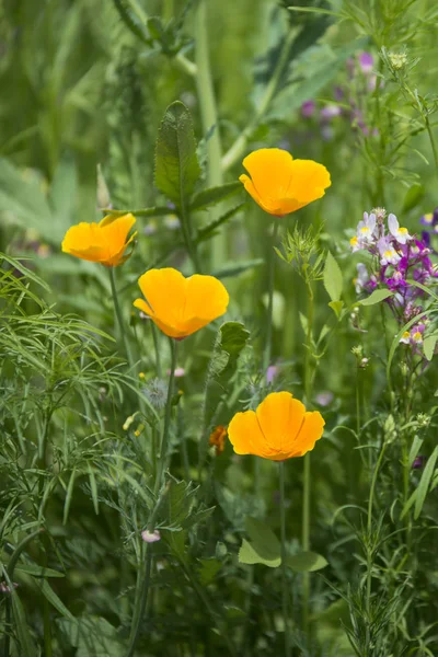 Beautiful vibrant landscape image of wildflower meadow in Summer — Stock Photo, Image