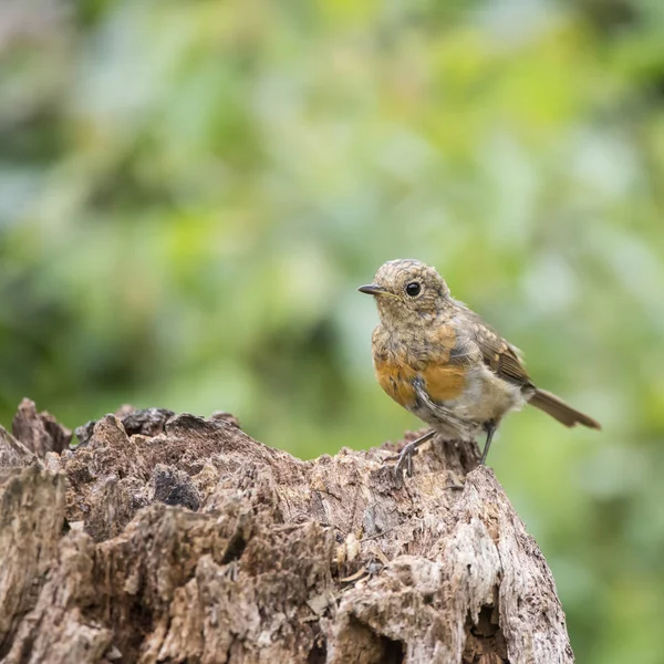 Juvenil Robin fågeln Erithacus Rubecula på trädet stubbe i skogen l — Stockfoto