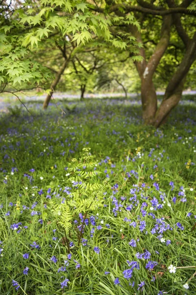 Impressionante paisagem vibrante imagem de bosques blubell em Inglês cou — Fotografia de Stock
