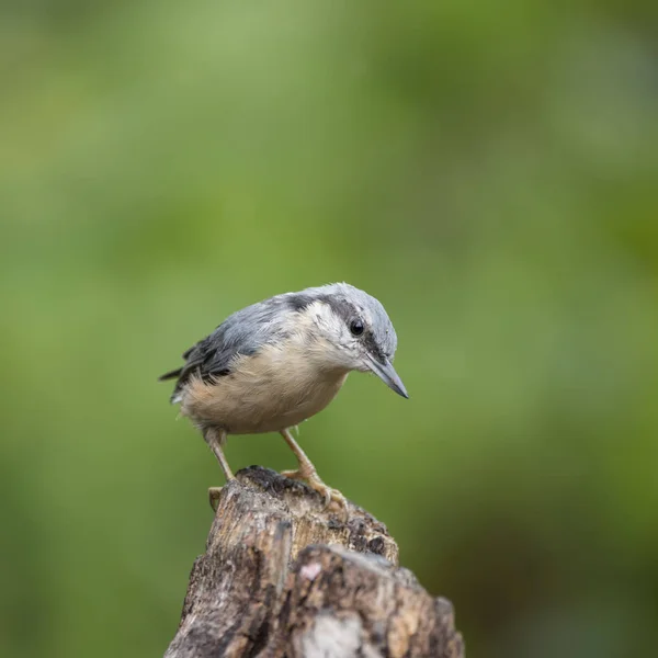 Vackra nötväcka fågeln Sitta Sittidae på träd stubbe i skogen l — Stockfoto