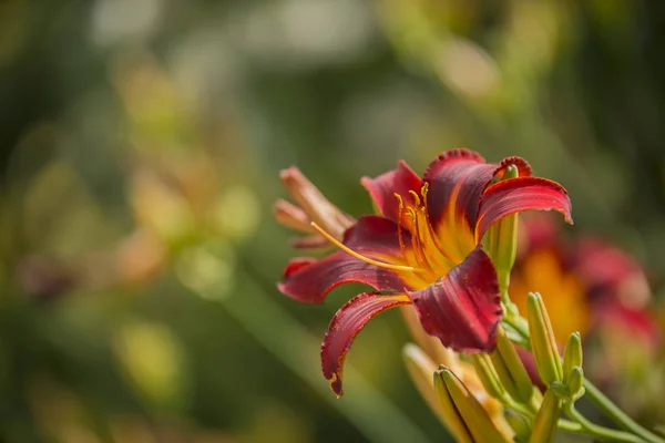 Belle fleur de lys rouge et jaune vibrante Hemerocallis Fulva — Photo