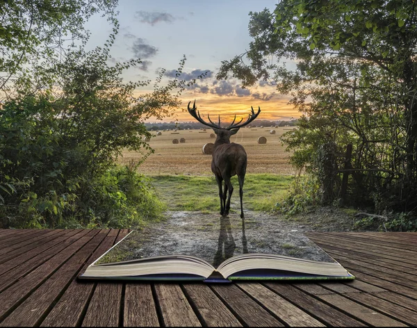 Ou を探して田舎風景シーンで強力なレッド ・ ディア鹿 — ストック写真