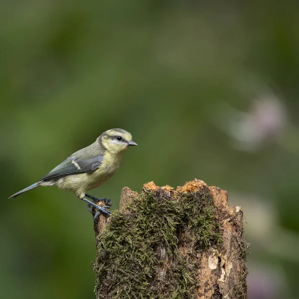 Bella Tetta Blu Cyanistes Caeruleus su albero in terreni boschivi — Foto Stock