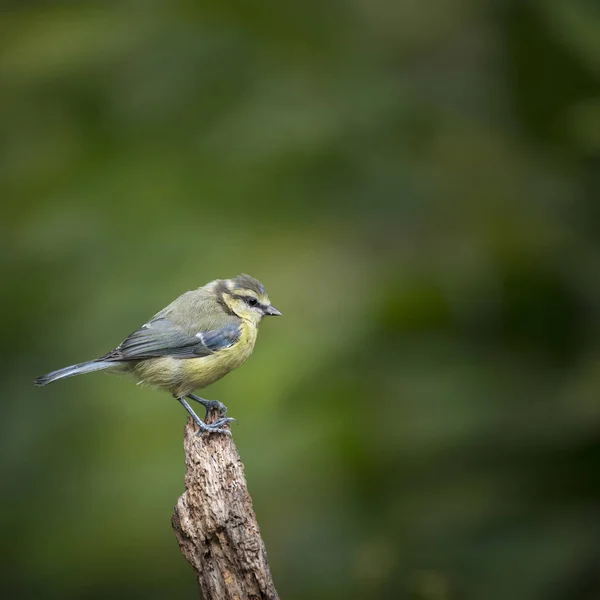 Gyönyörű kék cinege Cyanistes Caeruleus-fa erdei földeket — Stock Fotó