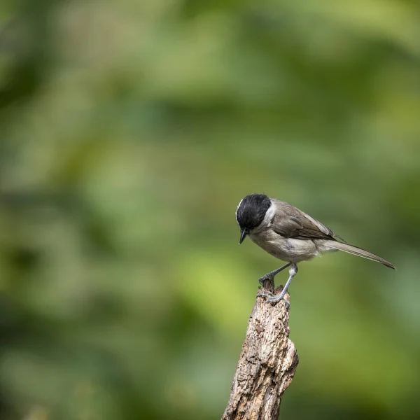 Lovely little Coat Tit bird Periparus Ater on tree in woodland l — Stockfoto