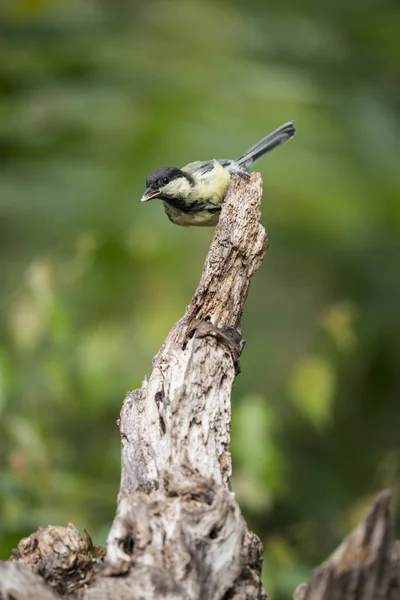 Beautiful Great Tit bird Parus Major on tree stump in forest lan — Stockfoto
