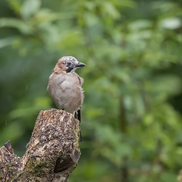 Schöner Eichelhäher-Vogel garrulus glandarius auf Baumstumpf im Wald l — Stockfoto