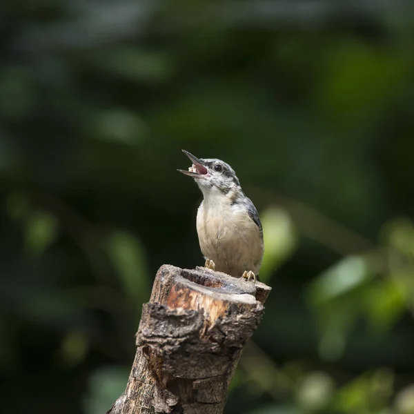 Vackra nötväcka fågeln Sitta Sittidae på träd stubbe i skogen l — Stockfoto