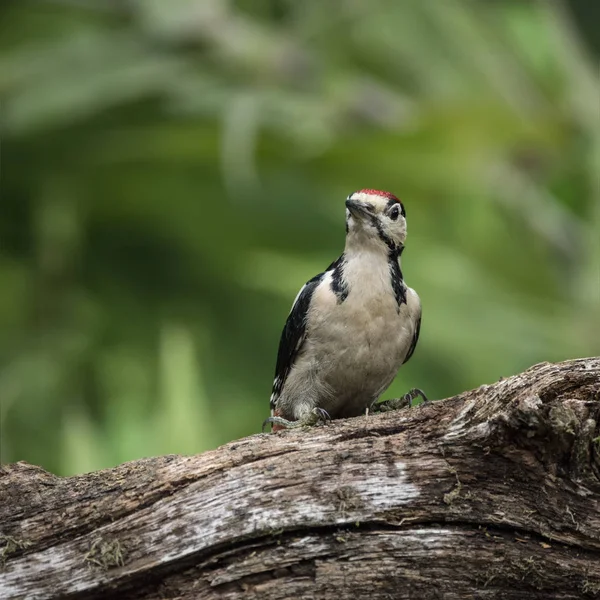 Beautiful Great Spotted Woodpecker bird Dendrocopos Major on tre — Stock Photo, Image